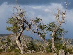 Beautiful national park with green trees in Patagonia, Chile