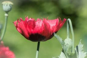poppy full bloom