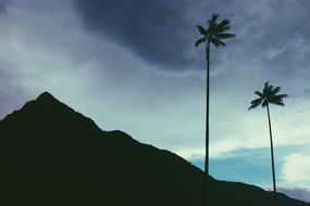 two palm trees near the mountain at dusk