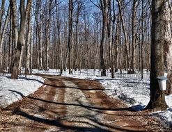 Sugar Bush forest