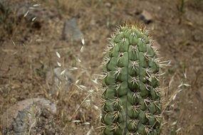 spiny cactus in the desert of Chile