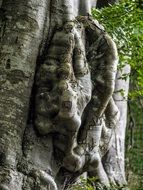 unusual tree in the forest close up