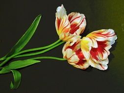 drawn three white-red tulips