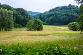 Forest Pasture Meadow