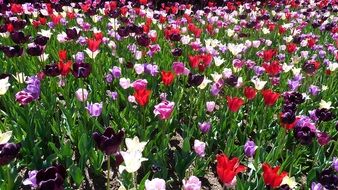 picturesque Tulips in Central Park