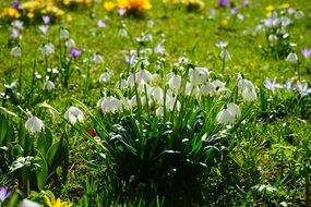 spring sunny meadow with snowdrops