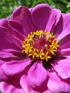 Macro photo of the beautiful, magical purple and yellow flowers