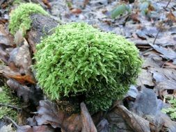 Forest Moss Natur