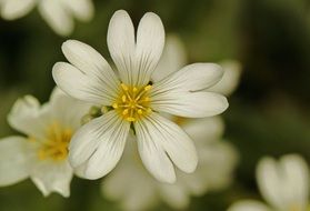 Macro photo of the beautiful yellow flowers with white petals