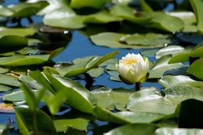 white water lily with green leaves on a pond