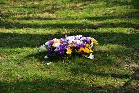 flowerbed of colorful crocuses on green grass
