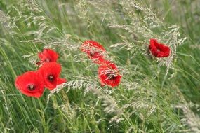 Beautiful wild red poppies among the tall green and yellow grass