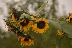 bunch of Sunflowers on stem
