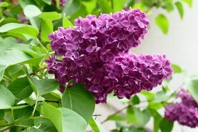 Purple lilac flowers in spring time