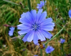 Closeup photo of Bee On The Beautiful Blue Meadow Flower