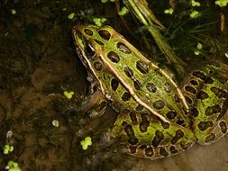 leopard frog in water close-up