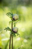 flower on blurred green background