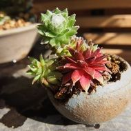 Houseleek or Sempervivum