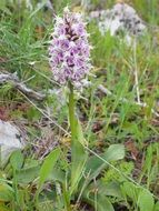 wild orchid flower