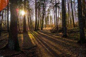 rays of the sun through the trees