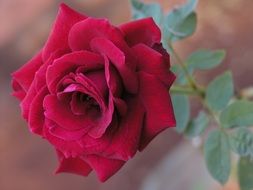 Red Rose Flower beautiful closeup