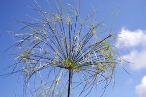 papyrus flower in Cyprus