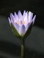 waterlily blooming