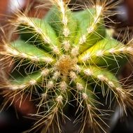 Crown Cactus Plant
