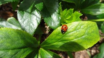 Ladybug Leaves