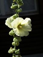 White Mallow Flowers