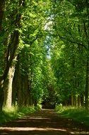 path among green trees in the forest