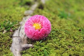 Pink Daisies Flower Blossom in green moss