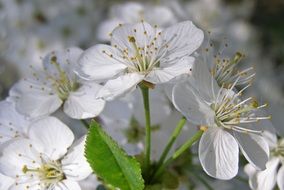 flowering blackthorn in spring