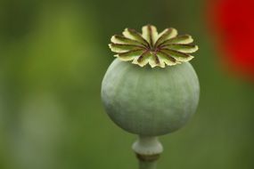 bud Botanical