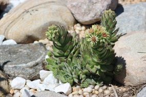 fleshy green plant among big stones