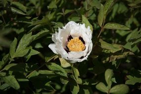 white silk peony on a bush close-up