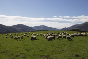flock of sheep on a green pasture in mountain