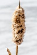 cattail in winter