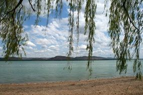 Willow Tree twigs in front of summer landscape
