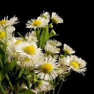 Daisy bouquet