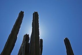 photo of long cactus trees against a blue sky