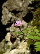 spring flower among stones close-up