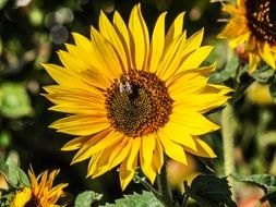 Plant Sun Flower