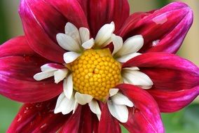 white and purple dahlia flower