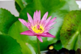 pink water lily among bright green leaves