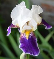 nice Iris plant