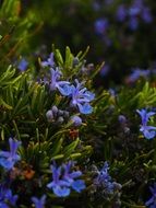 flowering wild rosemary on a blurred background