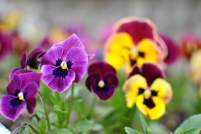 violets on a flowerbed in a park