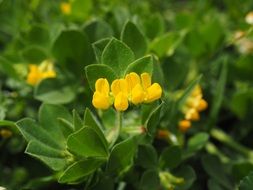 Silver Clover Blossom