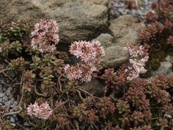 Pink Flowers Nature Rock White